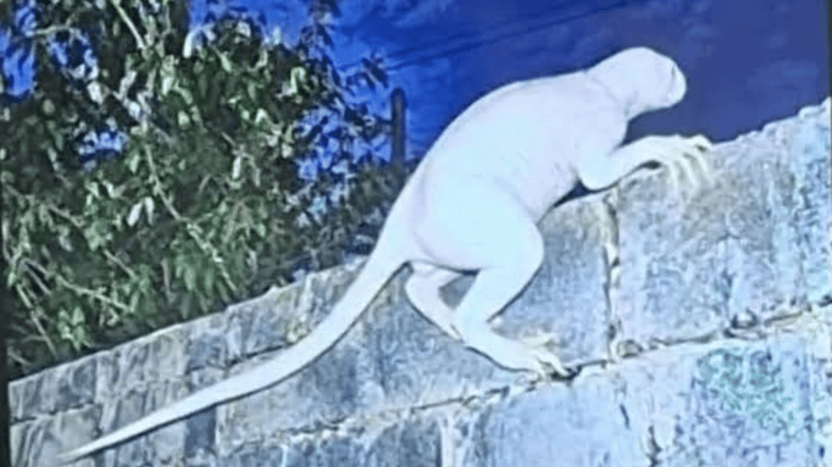 Mystery ‘Predator’ Near US-Mexico Border Draws Attention After UFO Expert’s Claim
