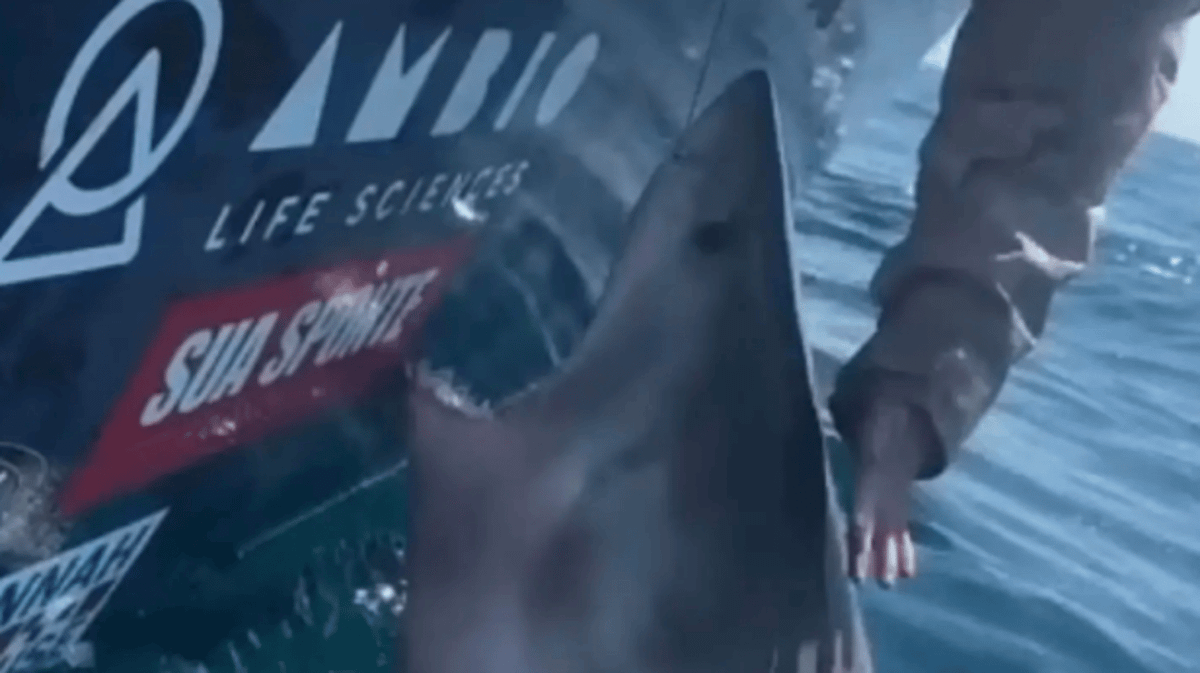 Great White Shark Lunges After Woman Tries to Pet It