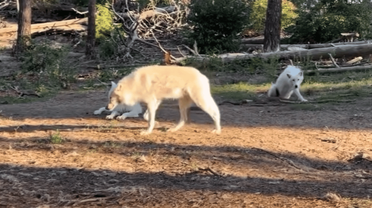 Wolf Attack on Girl, 8, Raises Questions at German Wildlife Park